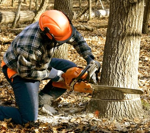 Tree Removal in Canute, OK